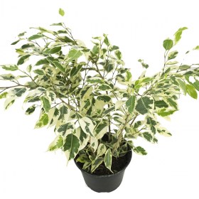 Ficus Starlight- Ficus benjamina