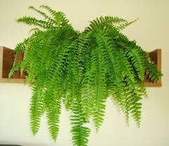 Nephrolepis exaltata (Green) Fern
