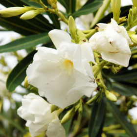 Kaner- Nerium Oleander (White- Double)�
