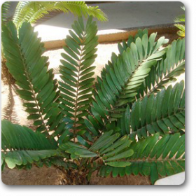 Zamia Furfuracea - Plant