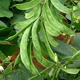 Sem phali, Lima beans