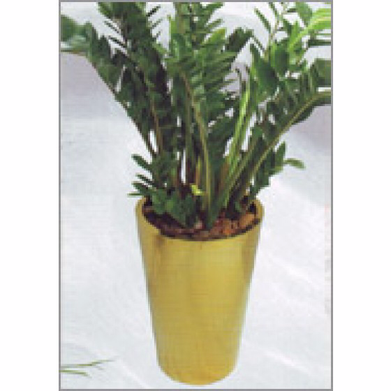 Conica Gold Planter