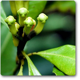 Cloves�