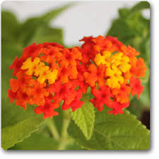 Lantana (Variegated- Red- Haldi Kumkum) - Ground Cover