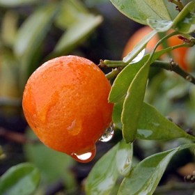 Kinnow- Citrus