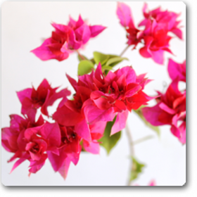 Bougainvillea (Multi colours)