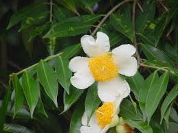 Nagkeshar- Mesua Ferrea�