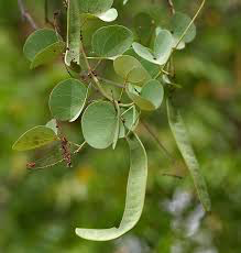 Katmauli- Bidi Leaf Tree- Apta - Medicinal Plant