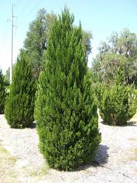 Chinese Juniper- Juniperus chinensis expa
