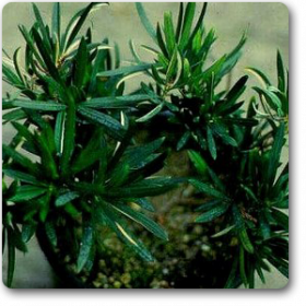 Podocarpus Neriifolius