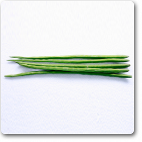 Drumstick- Moringa Oleifera -Indian Vegitables