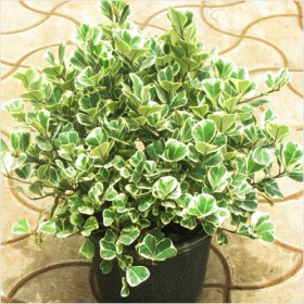 Ficus Triangularis variegata�