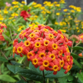 Rondeletia Odorata- Fragrant Panama rose