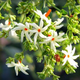 Parijat- Parijatak- Harshringar - Medicinal Plant