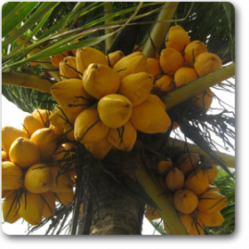 Nariyal, Coconut (Golden, Hybrid)