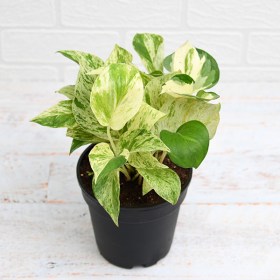 Money Plant Green & Gold