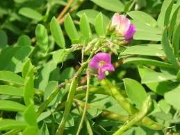 Sharpunkha- Tephrosia purpurea�