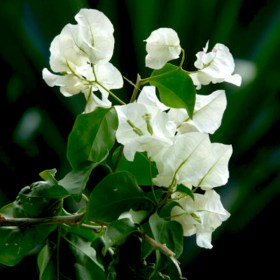 Bougainvillea (White) - Shrubs