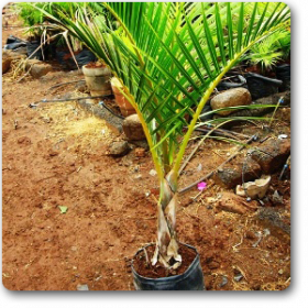 Mascarena palm