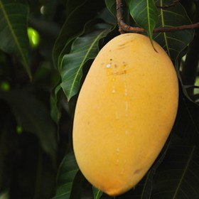 Mango Alphonso- Aam Hapus�