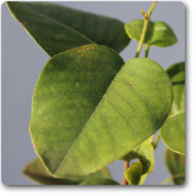 Sandal Wood Red- Chandan Red� - Medicinal Plant