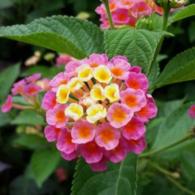 Lantana (Any Color)  - Ground Cover