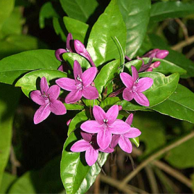 Pseuderanthemum Laxiflorum- Kodia�