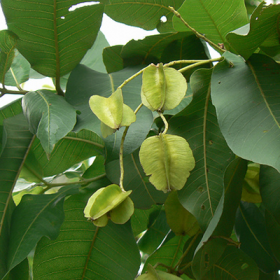 Holoptelea Integrifolia- Vavla- Wawal� - Medicinal Plant