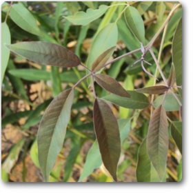 Vitex negundo- Nirgundi - Medicinal Plant