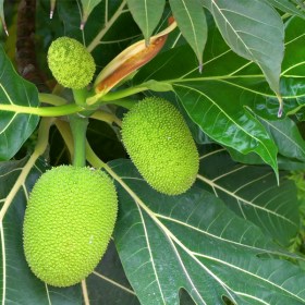 Breadfruit- Artocarpus Altilis- Bakri Chajha
