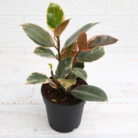 Ficus Elastica zulu shield- Rubber Plant Ruby