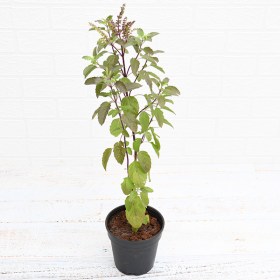 Krishna Tulsi- Tulsi ( Black )
