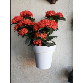 Wall Planters�