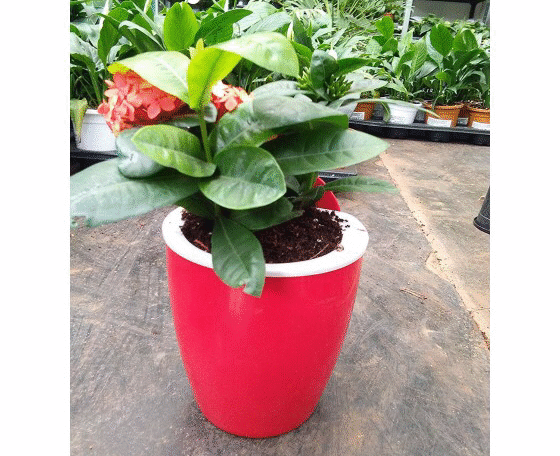 Red-White Self Watering Hanging Planter Flower Pot 1