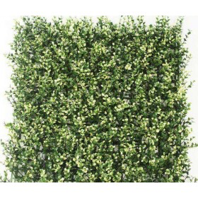 Green Yellowish Leaves for Vertical Garden - Outdoor