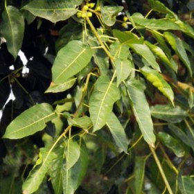 Ficus Infectoria- White Fig