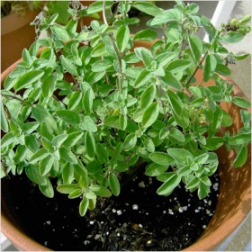 Oregano Herb