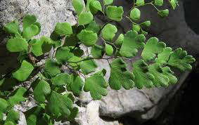 Adiantum capillus�