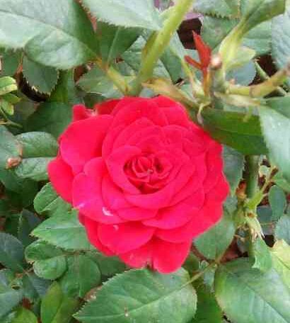 Duch - HT Rose