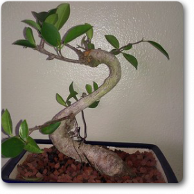 Ficus S Shape