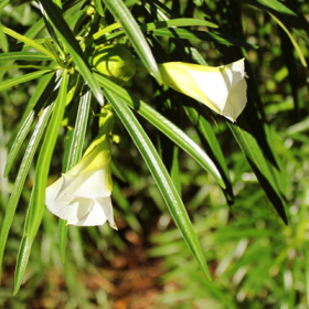 Cascabela Thevetia- Bitti (White)