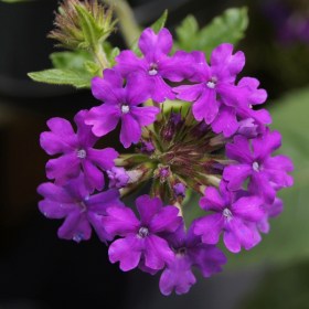 Verbena (Any Color) - Ground Cover