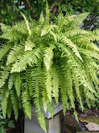 Nephrolepis exaltata (Green) Fern - Ground Cover
