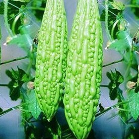 Bitter gourd jhalri long