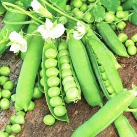 Peas Azad P1