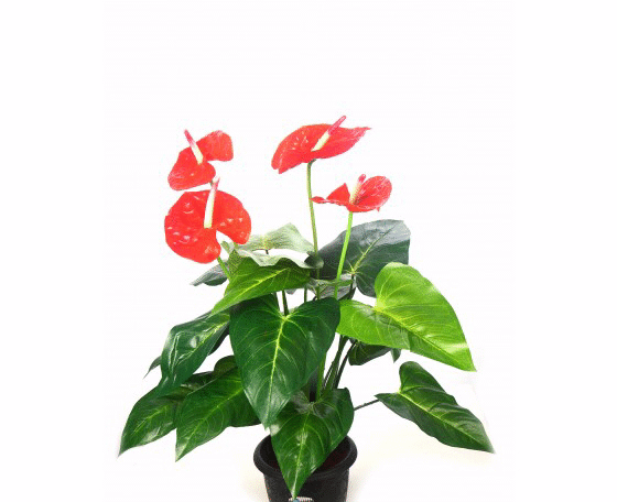 Artificial Anthurium Plant