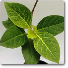 Pseudoeranthemum Reticulatum- Kodia Y