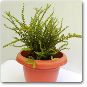 Lemon Button Fern- Nephrolepis Cordifoli - Ground Cover