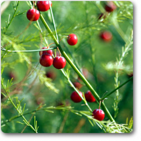 Wild Asparagus