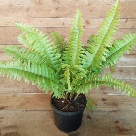 Nephrolepis exaltata aurea- Golden Fern�